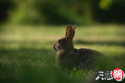 属兔的人会因为什么疯狂  第1张