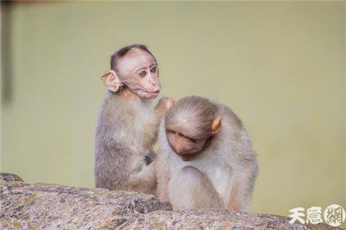 属猴不能带什么东西  第1张