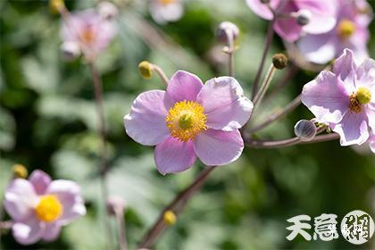 粉色水晶摆件放房间哪里招桃花  第1张